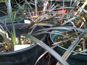 Black mondo grass
