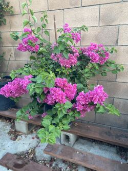 Bougainvillea, Veranera, Camellia, Double Flowers Plant, Is 5 Feet Tall In Large 15 Gallons Pot Pick Up Only