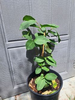 Arbolito De Guayaba