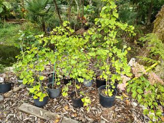 Ginkgo Biloba Trees Only $10.00!