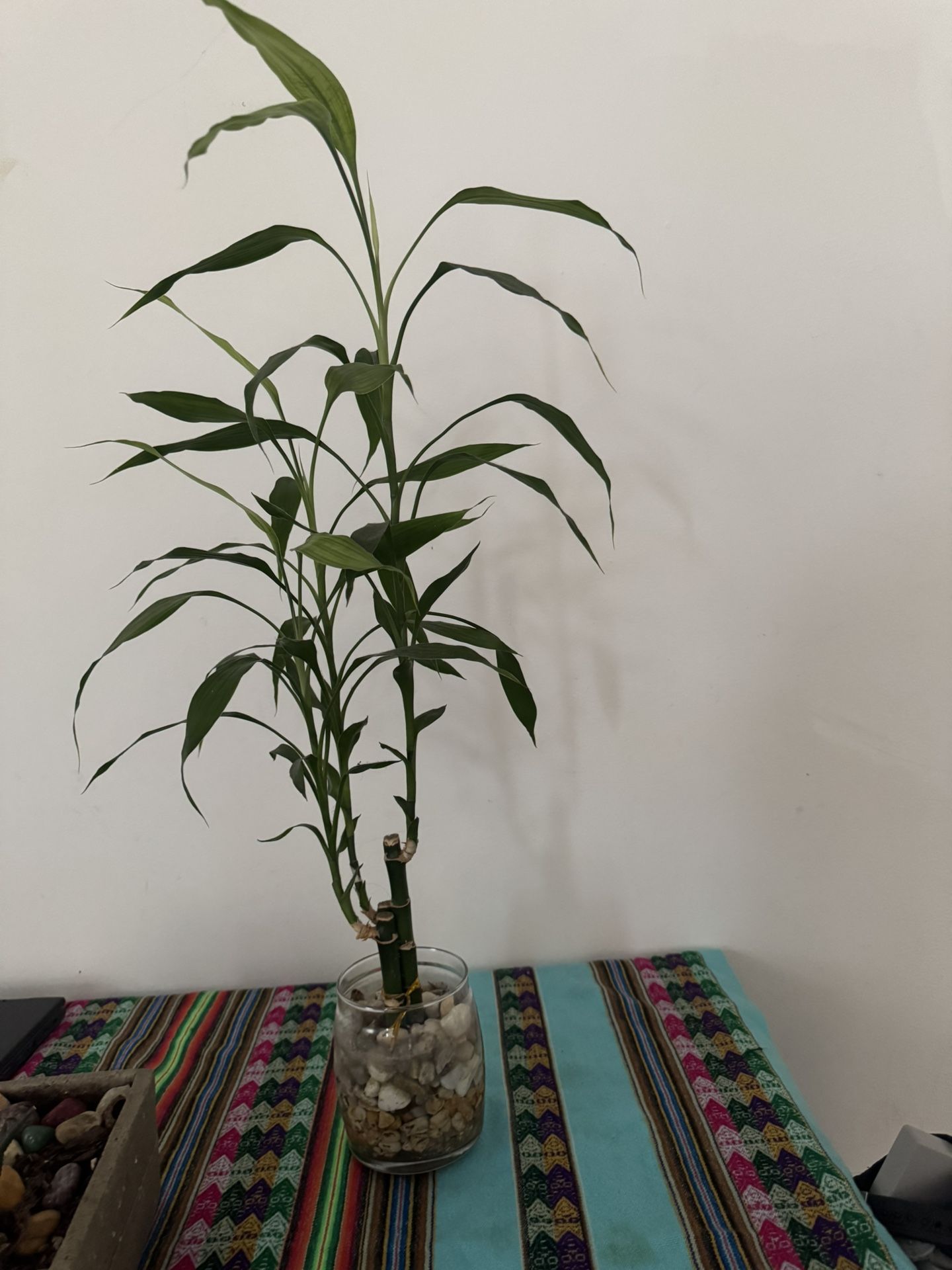 Lucky Bamboo