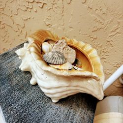 Ceramic Sea Shell Conch with Shells and Table $40