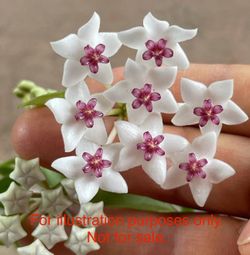 Hoya bella Starter Plants. IT IS AVAILABLE I Still Have 11 Plants