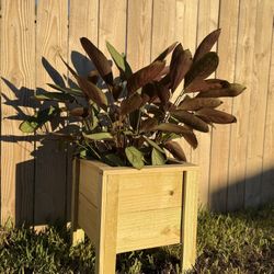 Wooden Planter Boxes Conroe Texas 