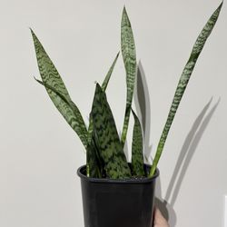 Snake Plant 