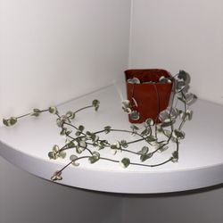 String of Hearts (2in Pot)