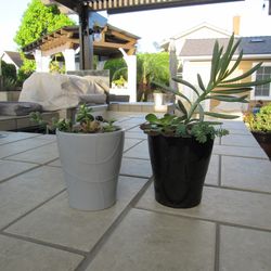 Pair Of Black & Gray Print Garden Pots With Succulents