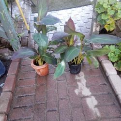 Both Plant Red Yellow Flower 15