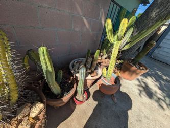 Cacti 🌵 Sale