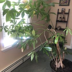 Money Tree