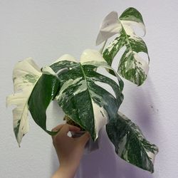 Monstera Albo Variegated Plant