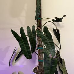 Huge philodendron billietiae (almost 4 Feet Tall)