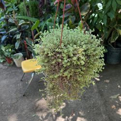 Plant