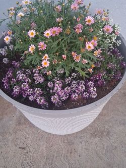 Plant