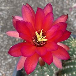 Cactus Blooming Plant, In 3 Gallons Pot Pick Up Only