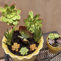 Cute Sets Of Succulents 