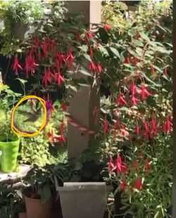 Hummingbird Fuchsia, Hardy Fuchsia Magellanica Perennial Plant. See All Pics.