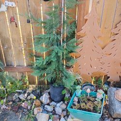 Tree Time
