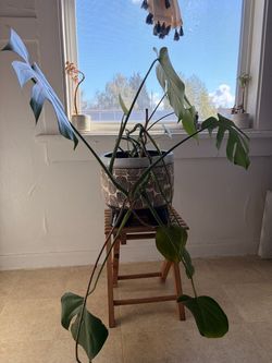 Large Monstera Plant in Decorative Pot