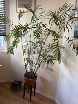 Bamboo Palm / Reed Parlor Palm