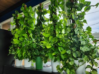 5 Huge Pothos Plants