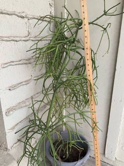 3ft plant +extras