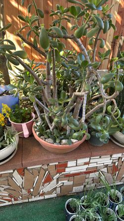 On Sale Nice And Beautiful Bonsai Succulent 