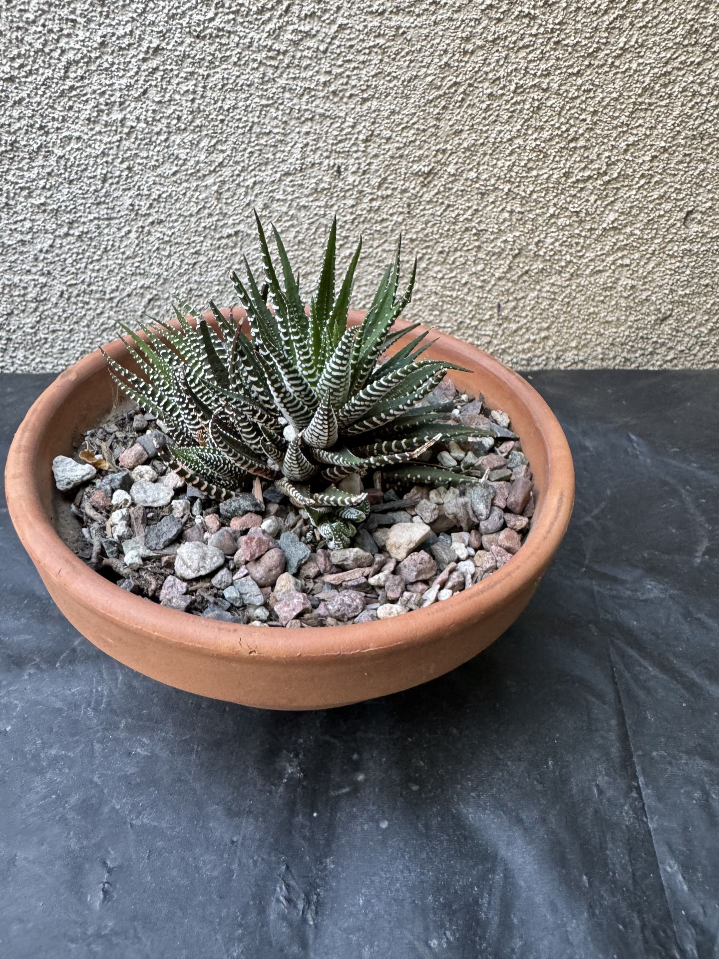 Zebra succulent plant