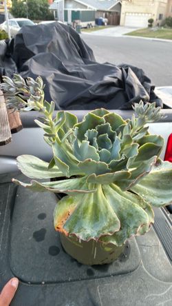BEAUTIFUL FLOWERING CABBAGE SUCCULENT