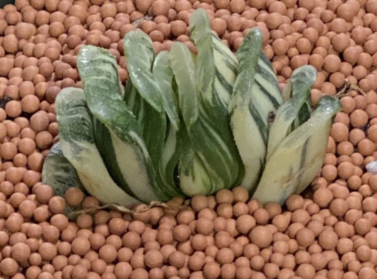 1 Haworthia Truncata Variegated In 3” Pot , $30