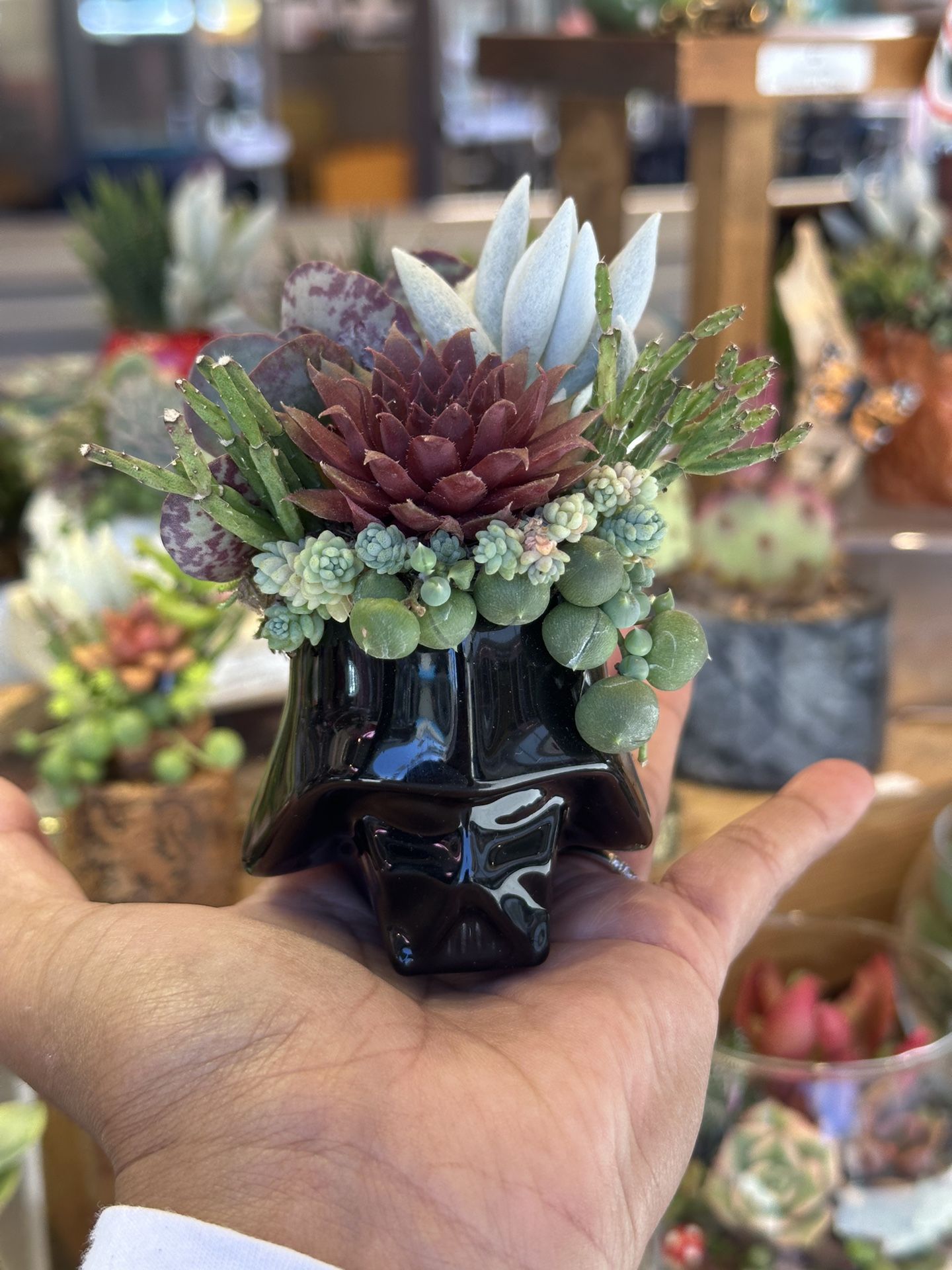 Darth Vader Succulent Arrangement