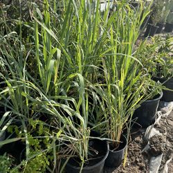 Lemon Grass
