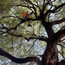 Trees 