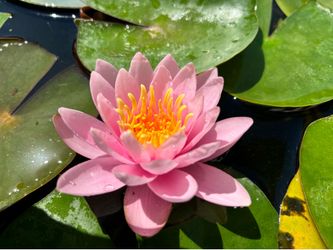 Water Lilies