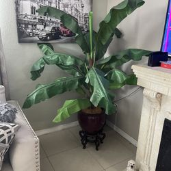 Big Plant 