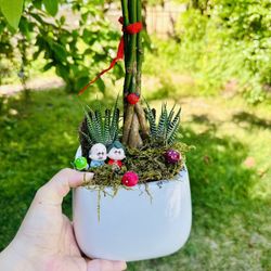 Money Tree Live Plant and Succulent Live Plant In Ceramic Pot With Decoration
