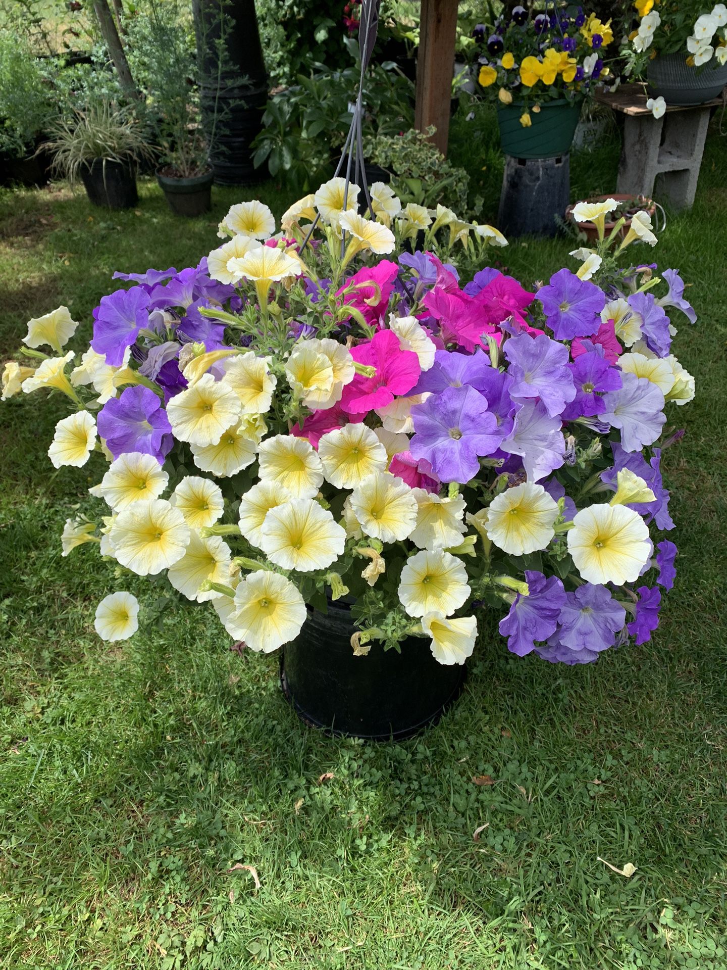 Outdoor Plant