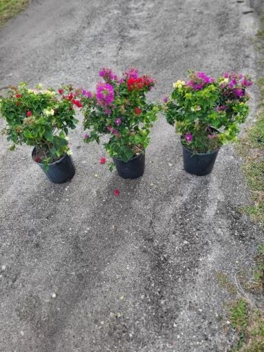 Bougainvillea Flower