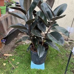 Indoor rubber Tree