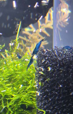 Homebred blue dream neocaridina shrimp