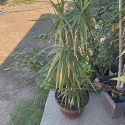 Dragon Tree (Dracaena)