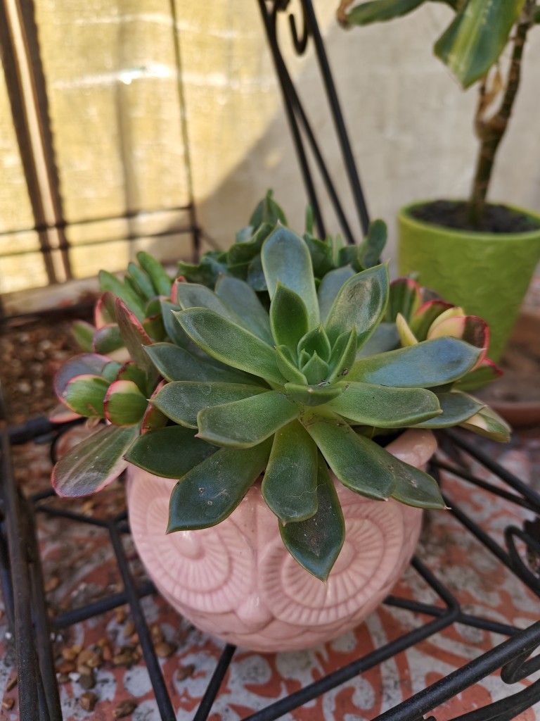 Beautiful Pots With Succulents (3 For $20)