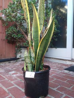 Snake Plant (mother-in-law plant)