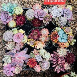 Mixed Echevia Each Pot $30