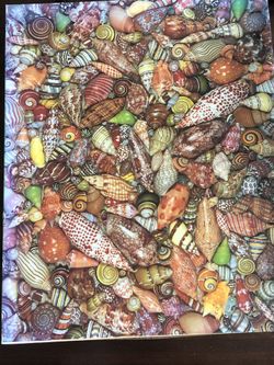 Spiral Sea shell puzzle