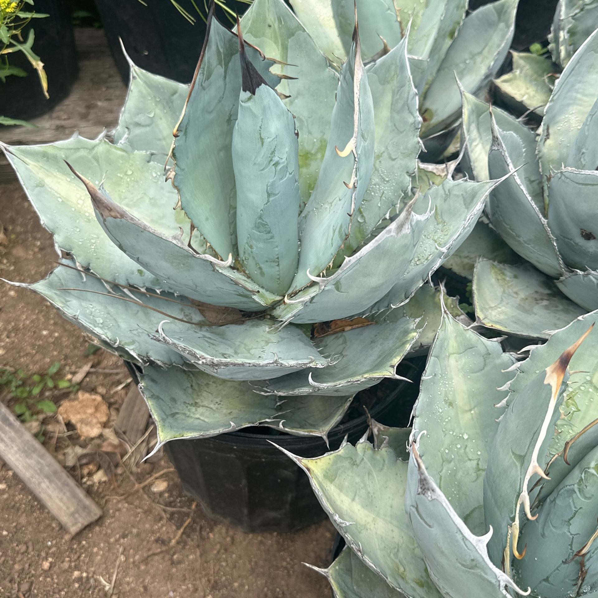 Agave Titanota Bule Ice