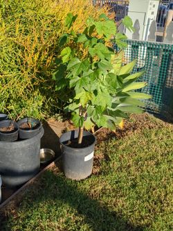 Chaya tree