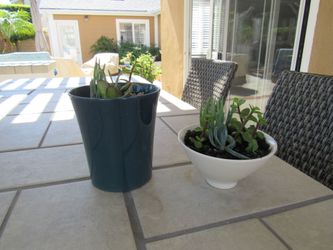 Set Of Teal & White Garden Pots With Succulents