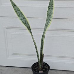 Snake Plant or Mother-In-Law's Plant