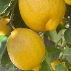 Lemon Organic